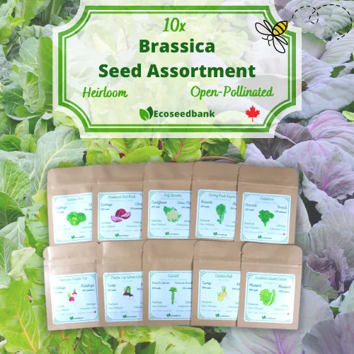 10x Brassica Seed Assortment