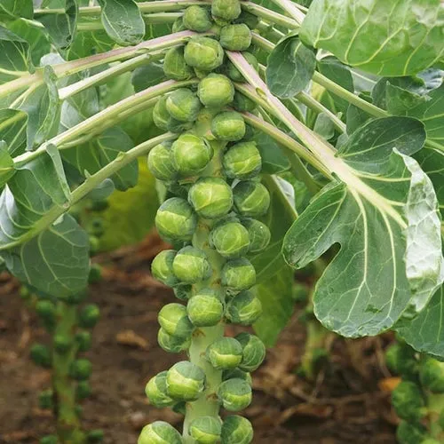 10x Brassica Seed Assortment