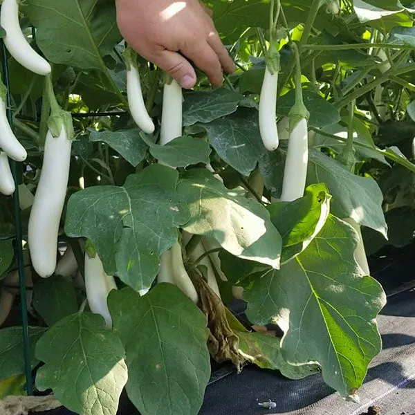 Aubergine White Sausage Seeds