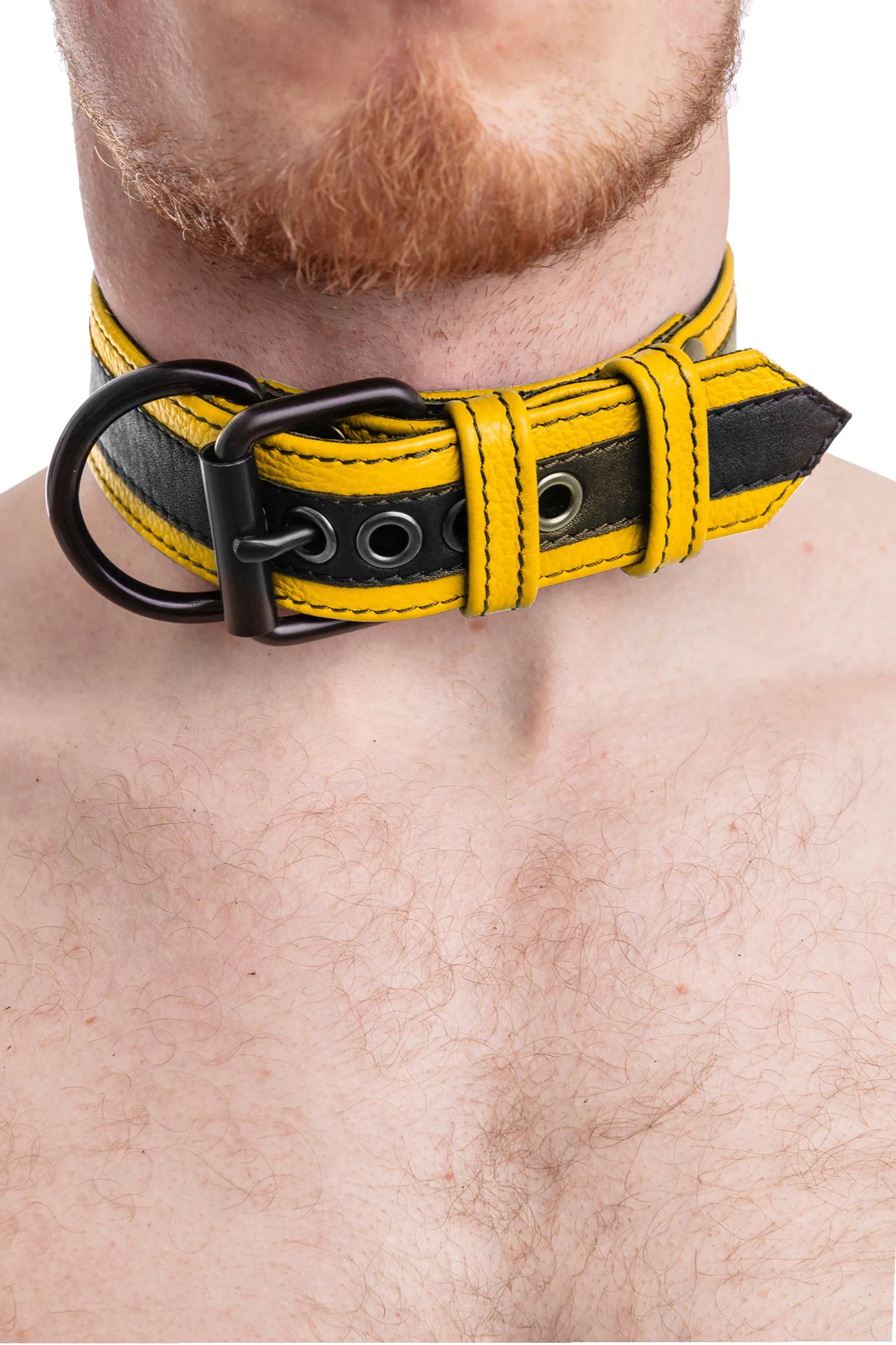 RACER STRIPE PUP COLLAR - Colour